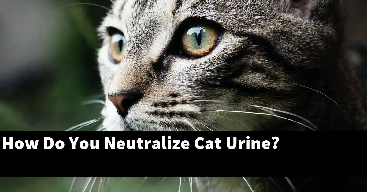 How Do You Neutralize Cat Urine?