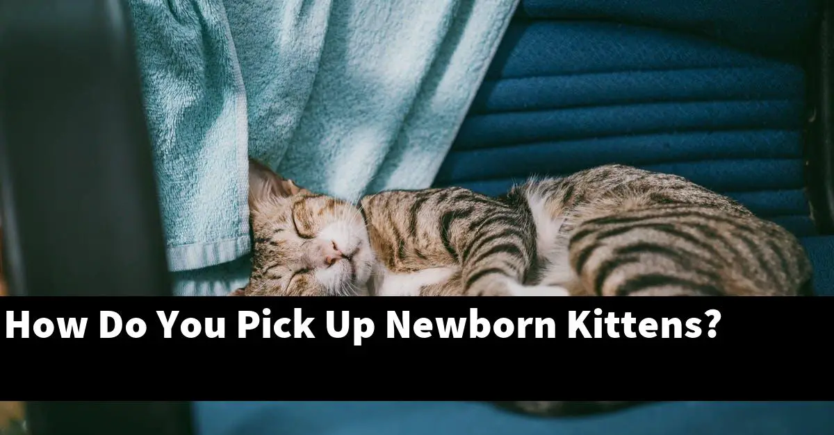 How Do You Pick Up Newborn Kittens?