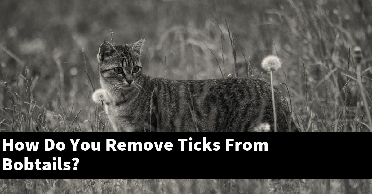 How Do You Remove Ticks From Bobtails?