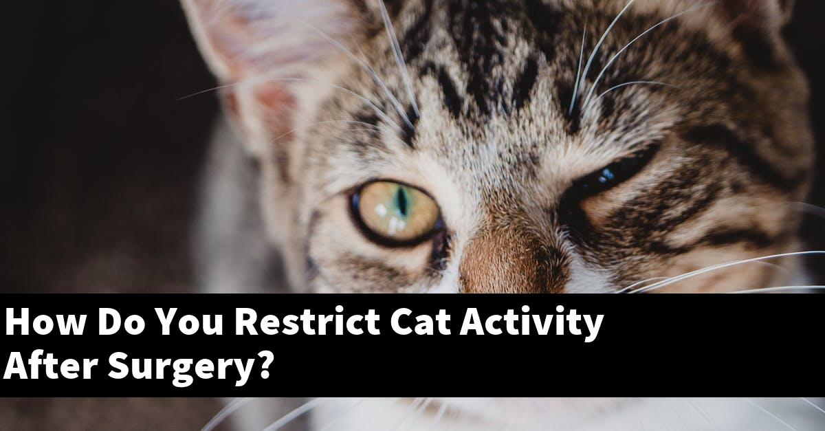 How Do You Restrict Cat Activity After Surgery?
