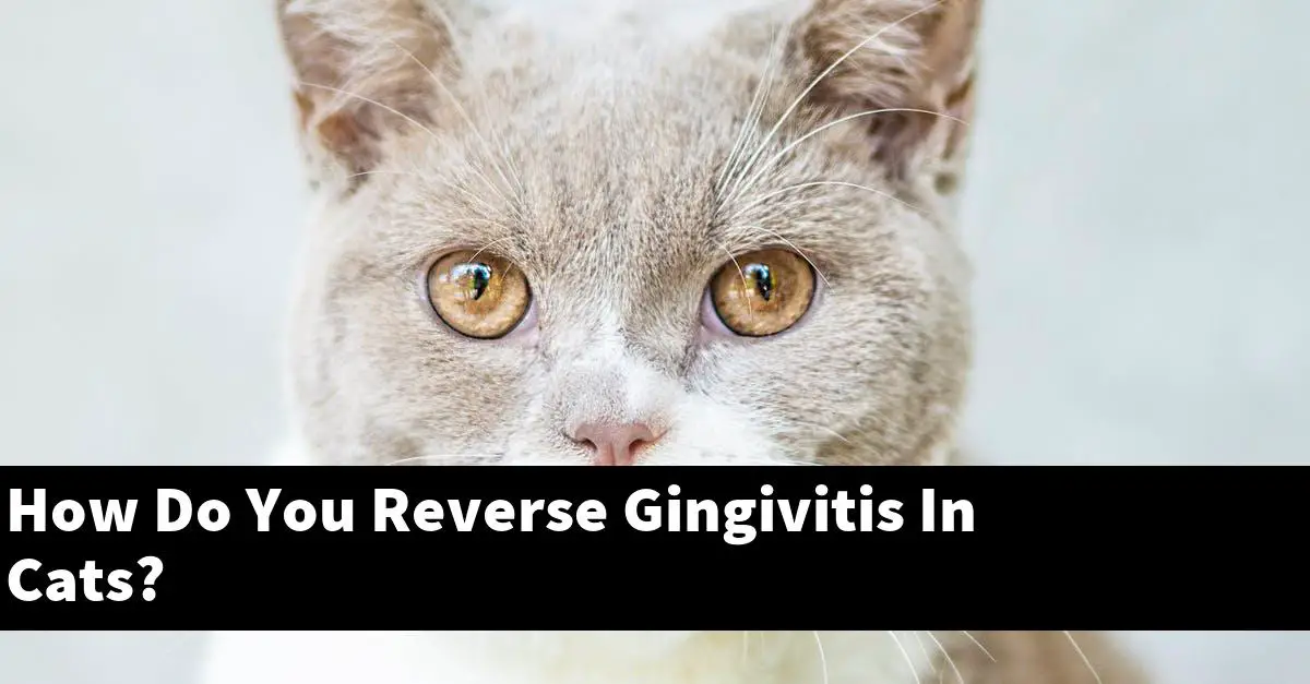 How Do You Reverse Gingivitis In Cats?
