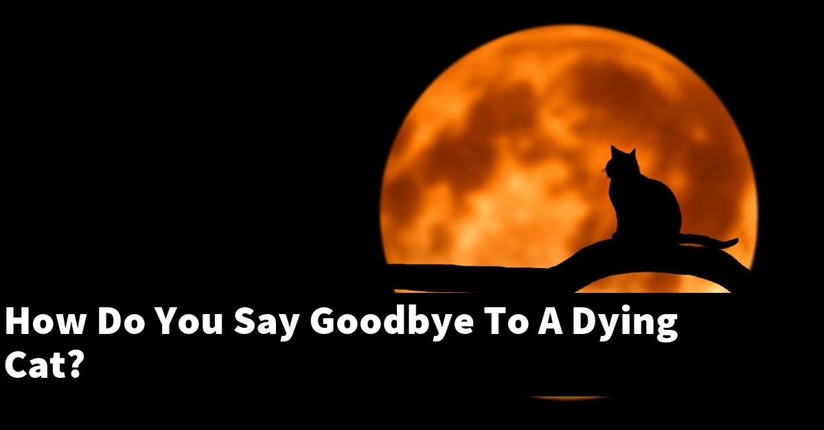 How Do You Say Goodbye To A Dying Cat?