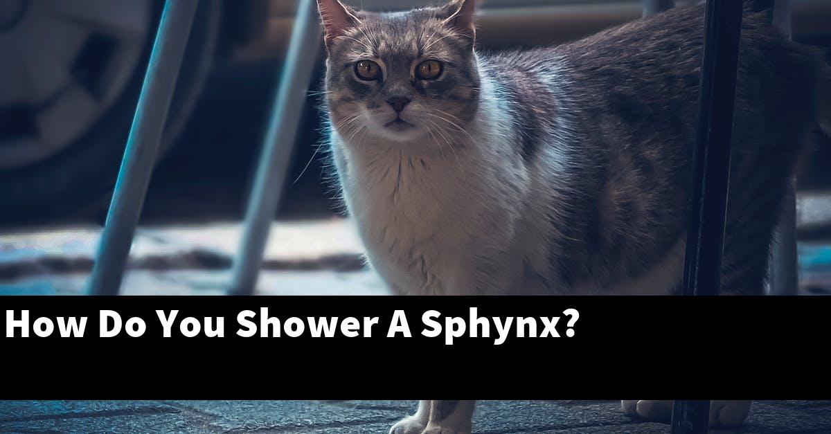 How Do You Shower A Sphynx?