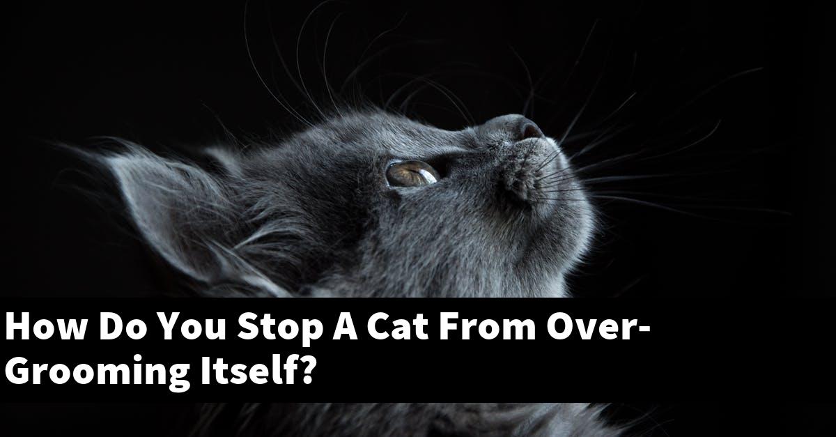 How Do You Stop A Cat From Over-Grooming Itself?