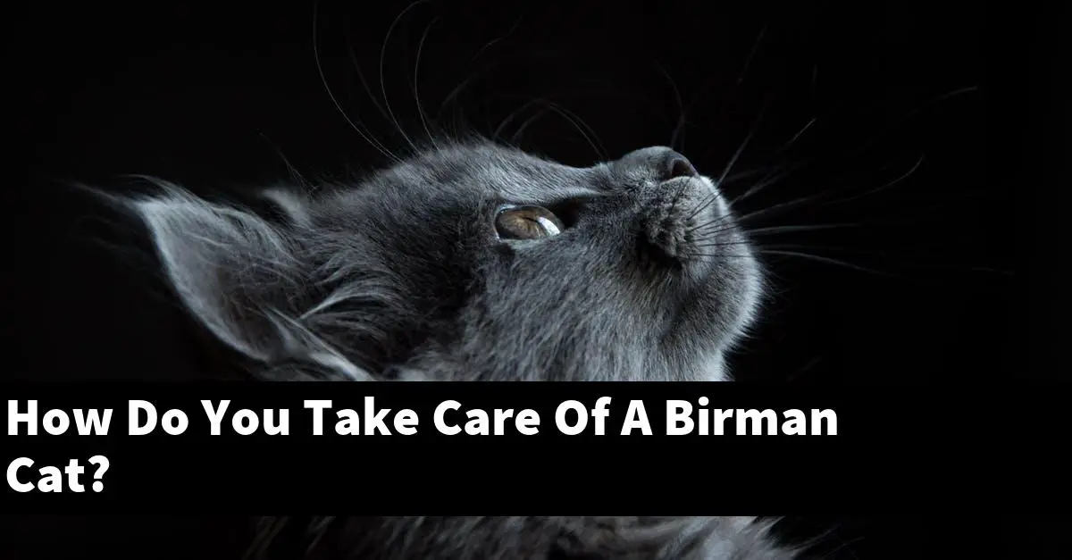 How Do You Take Care Of A Birman Cat?
