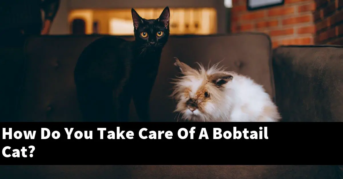 How Do You Take Care Of A Bobtail Cat?