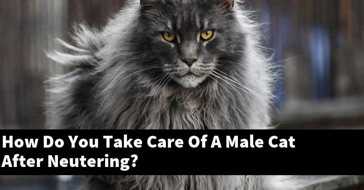 How Do You Take Care Of A Male Cat After Neutering?