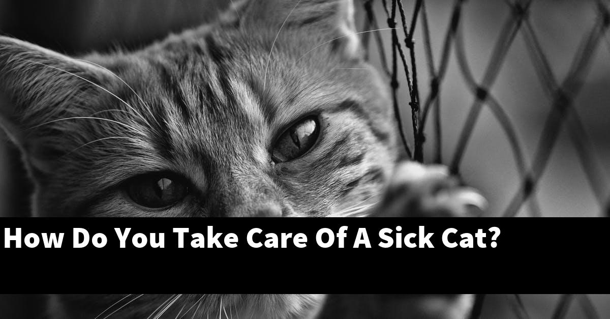 How Do You Take Care Of A Sick Cat?