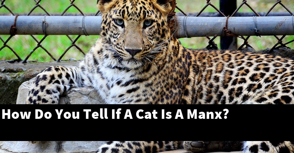 How Do You Tell If A Cat Is A Manx?