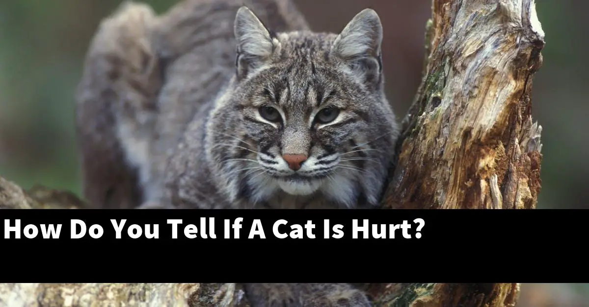 How Do You Tell If A Cat Is Hurt?