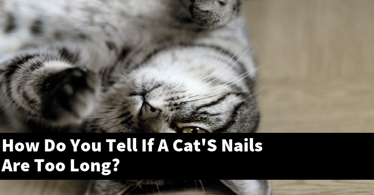 How Do You Tell If A Cat'S Nails Are Too Long?