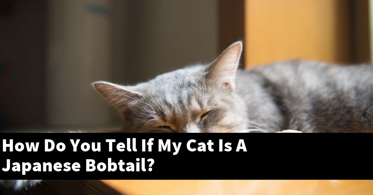 How Do You Tell If My Cat Is A Japanese Bobtail?