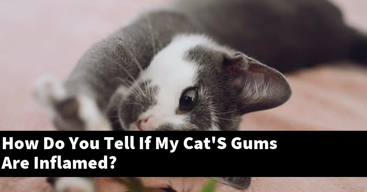 How Do You Tell If My Cat'S Gums Are Inflamed?