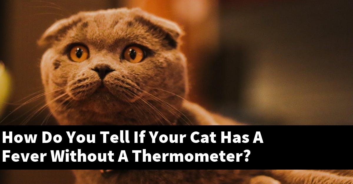 How Do You Tell If Your Cat Has A Fever Without A Thermometer?