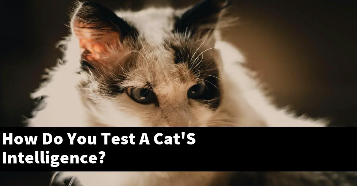 How Do You Test A Cat'S Intelligence?