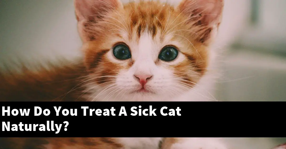 How Do You Treat A Sick Cat Naturally?