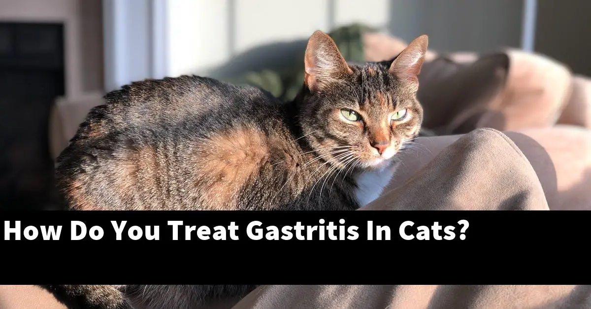 How Do You Treat Gastritis In Cats?