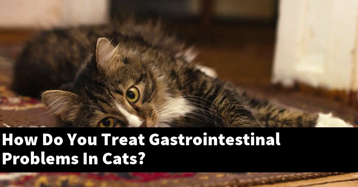How Do You Treat Gastrointestinal Problems In Cats?