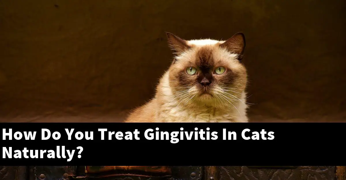 How Do You Treat Gingivitis In Cats Naturally?