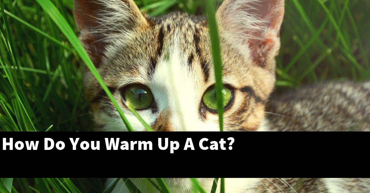 How Do You Warm Up A Cat?