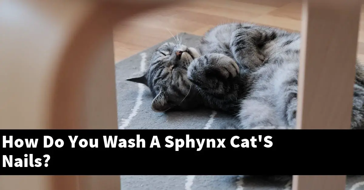 How Do You Wash A Sphynx Cat'S Nails?