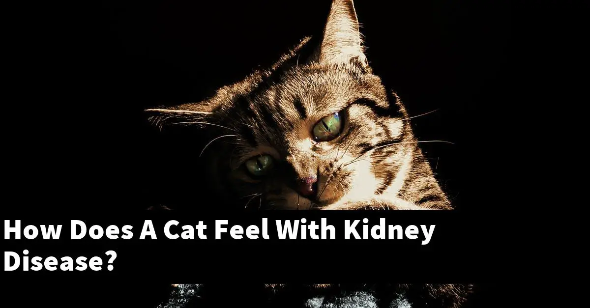 How Does A Cat Feel With Kidney Disease?