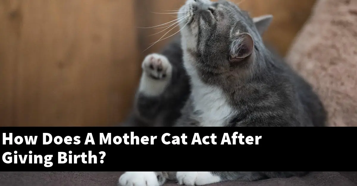 How Does A Mother Cat Act After Giving Birth?