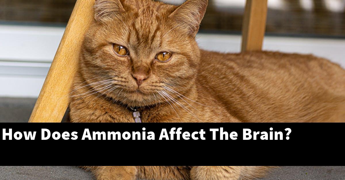 How Does Ammonia Affect The Brain?