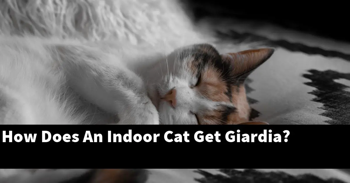 How Does An Indoor Cat Get Giardia?