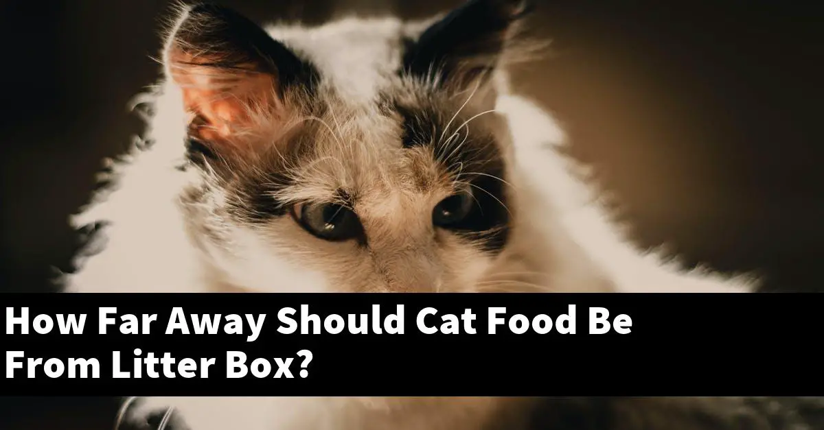 How Far Away Should Cat Food Be From Litter Box?