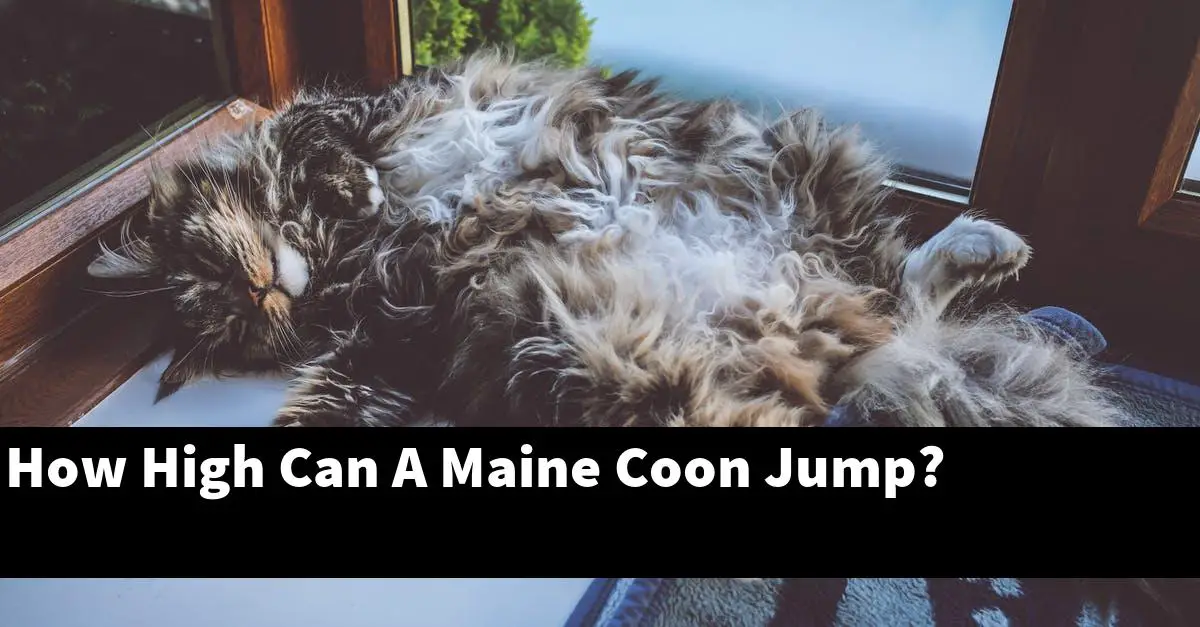 How High Can A Maine Coon Jump?