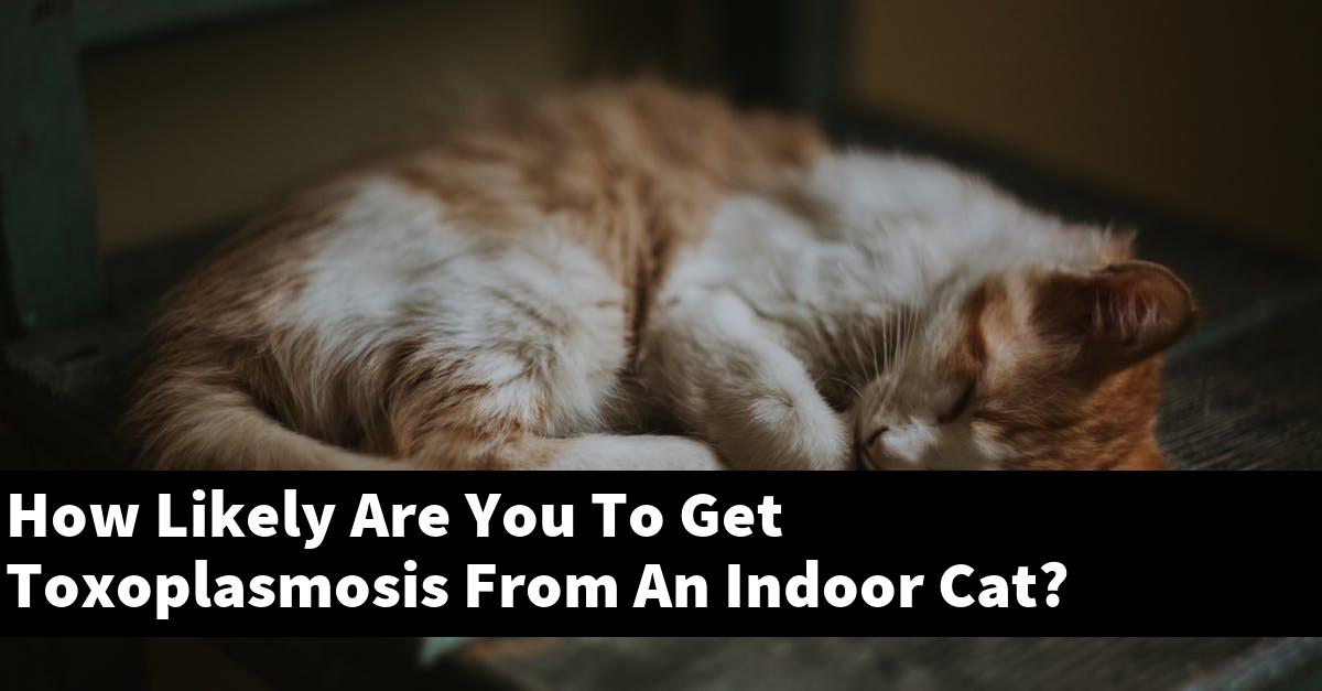 How Likely Are You To Get Toxoplasmosis From An Indoor Cat?