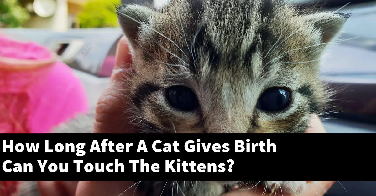 How Long After A Cat Gives Birth Can You Touch The Kittens?