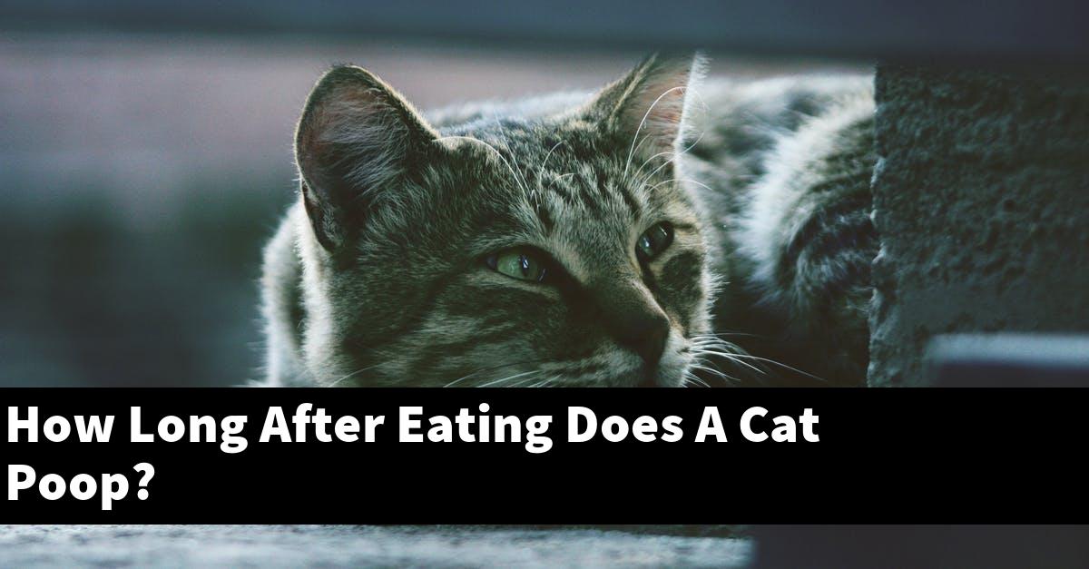 How Long After Eating Does A Cat Poop?