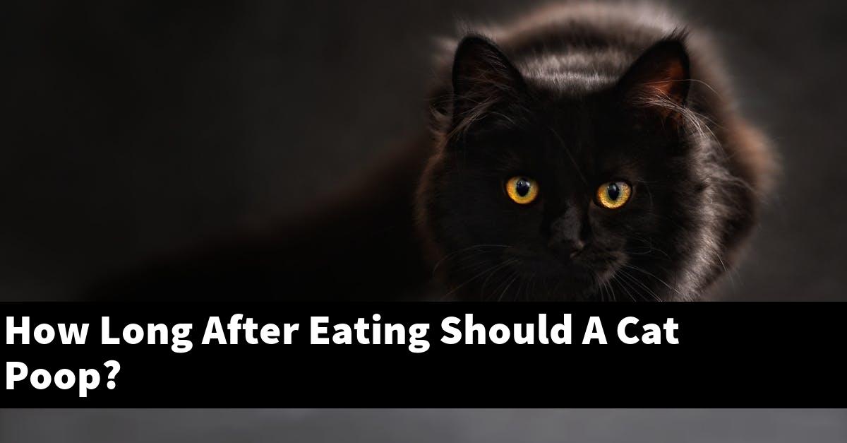 How Long After Eating Should A Cat Poop?