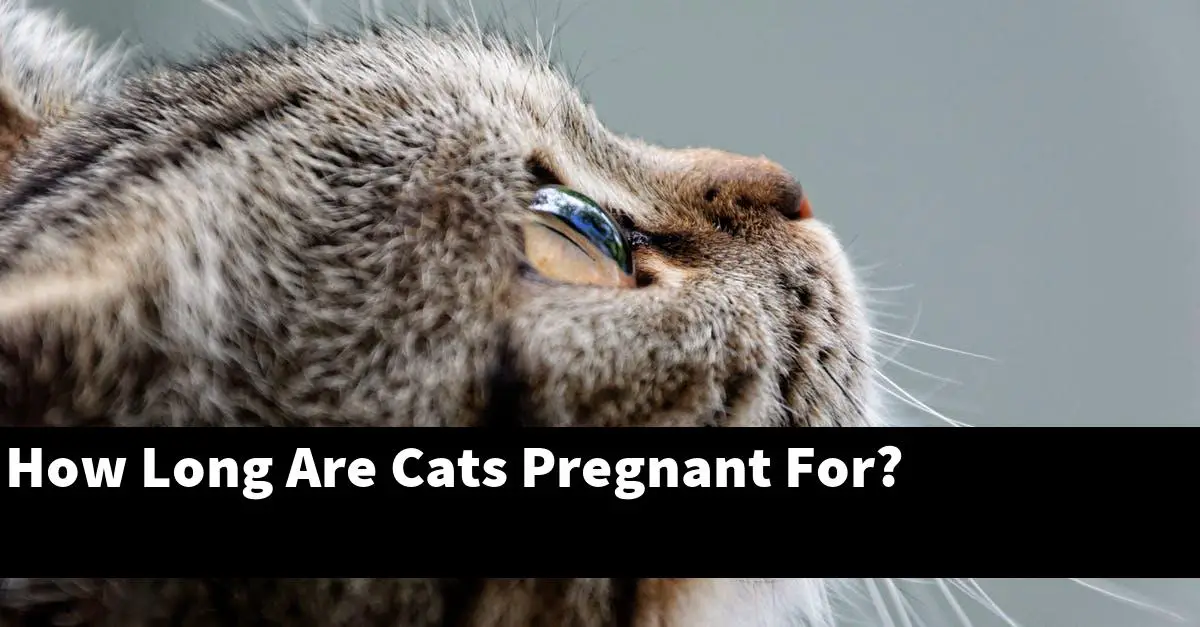 How Long Are Cats Pregnant For?