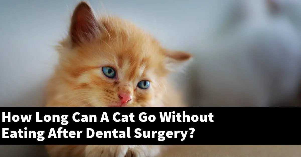 How Long Can A Cat Go Without Eating After Dental Surgery?