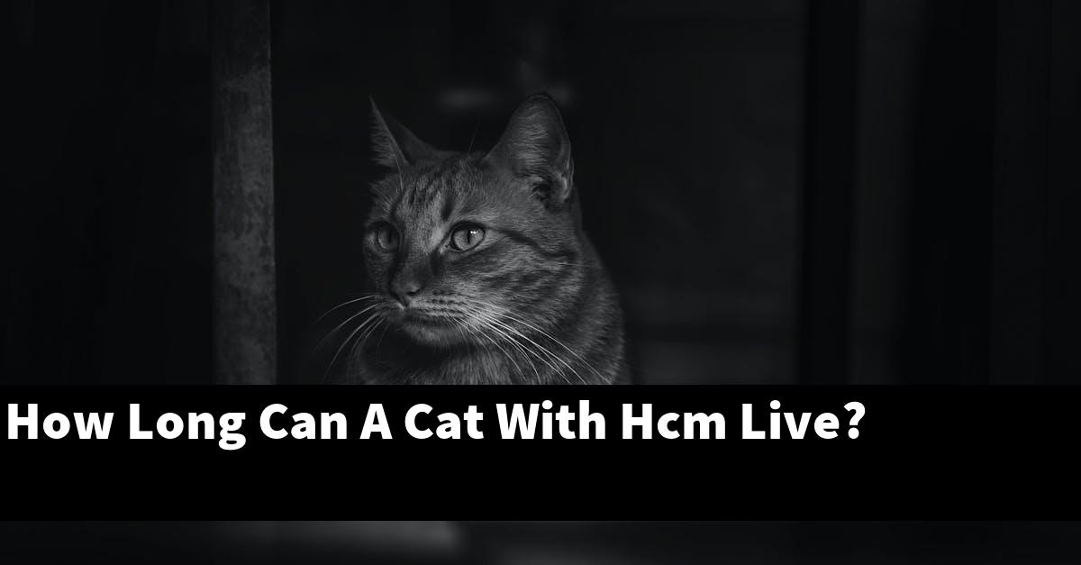 How Long Can A Cat With Hcm Live?