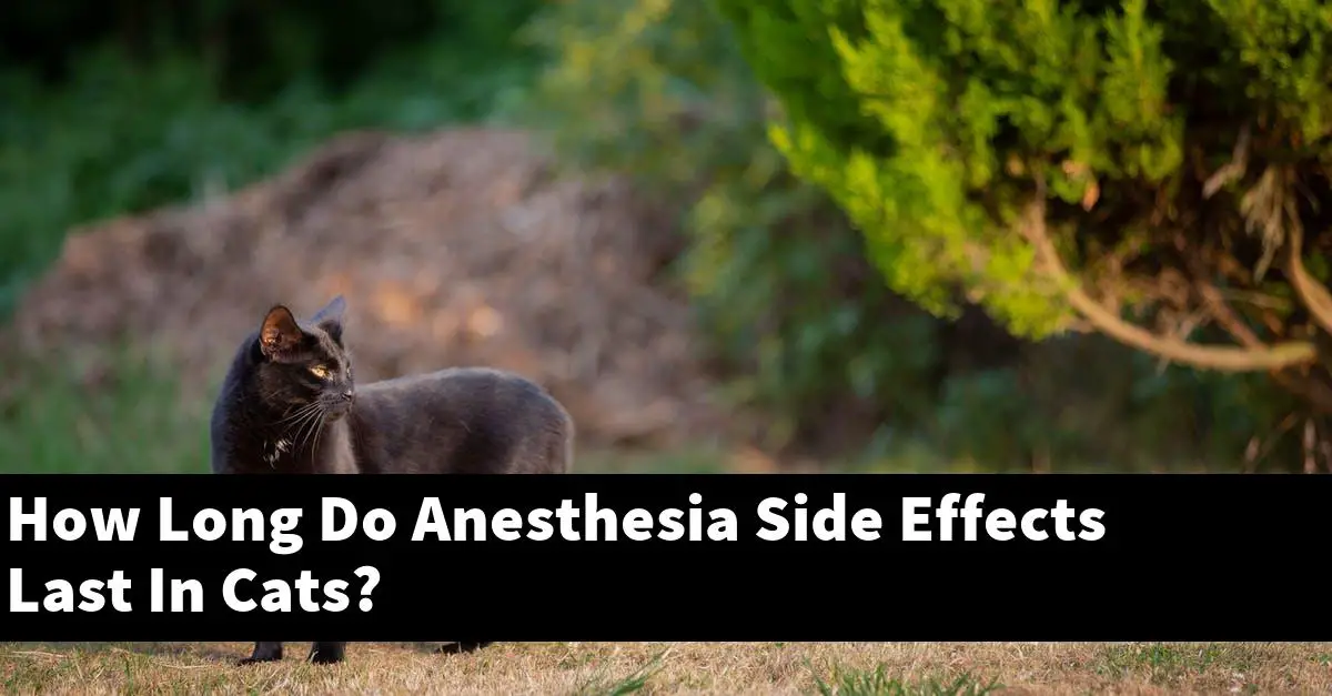 How Long Do Anesthesia Side Effects Last In Cats?