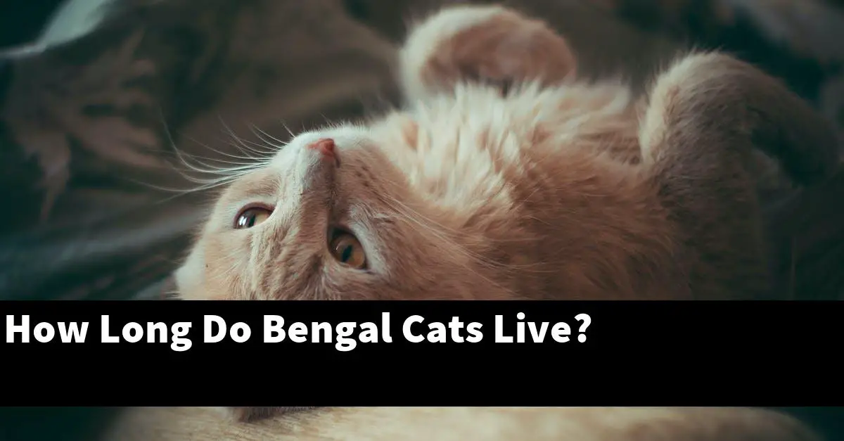 How Long Do Bengal Cats Live?