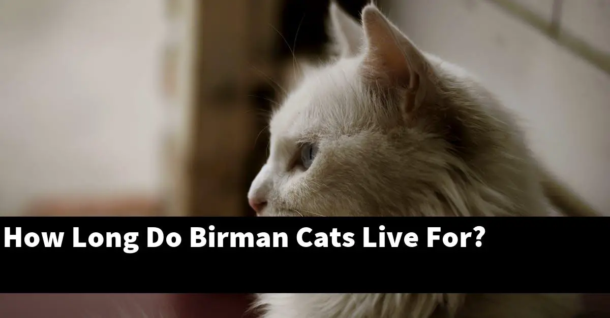 How Long Do Birman Cats Live For?
