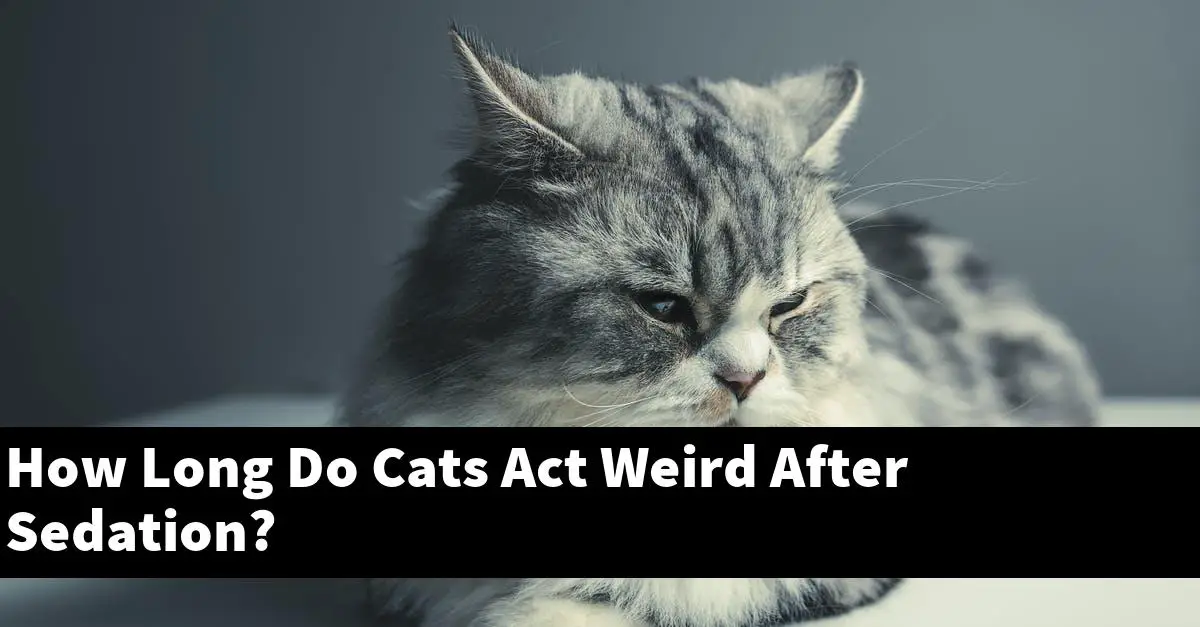 How Long Do Cats Act Weird After Sedation?