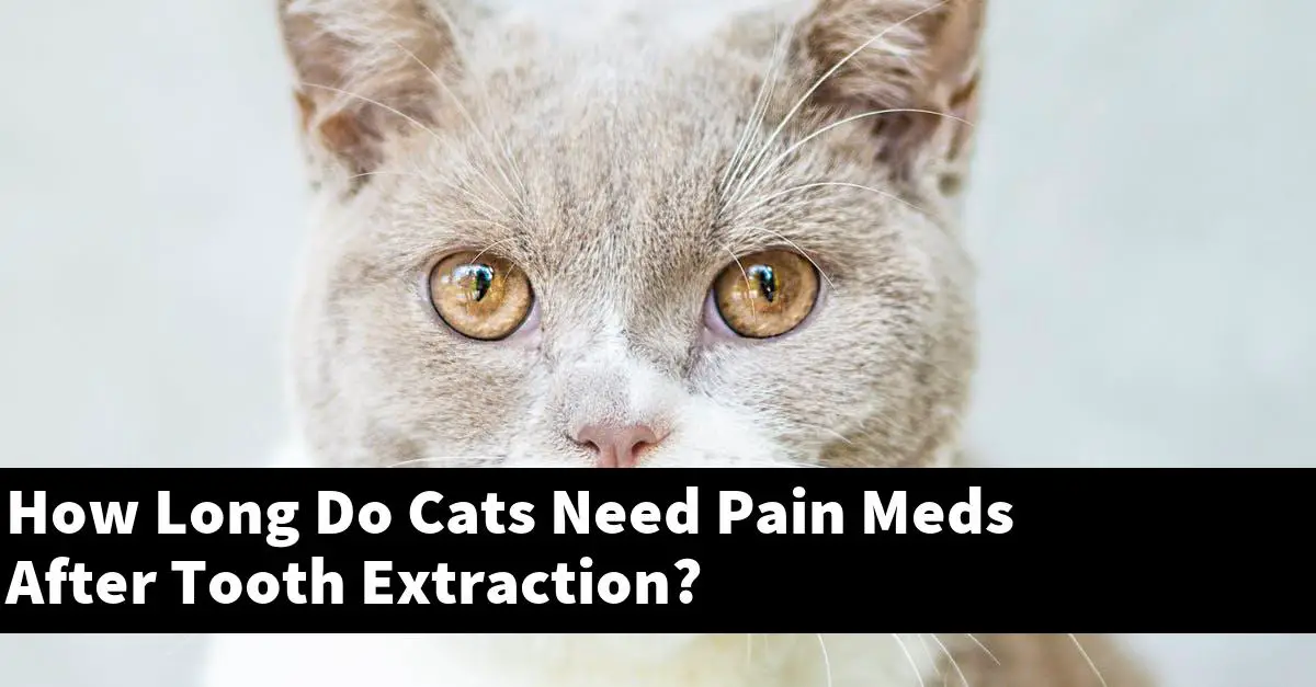 How Long Do Cats Need Pain Meds After Tooth Extraction?