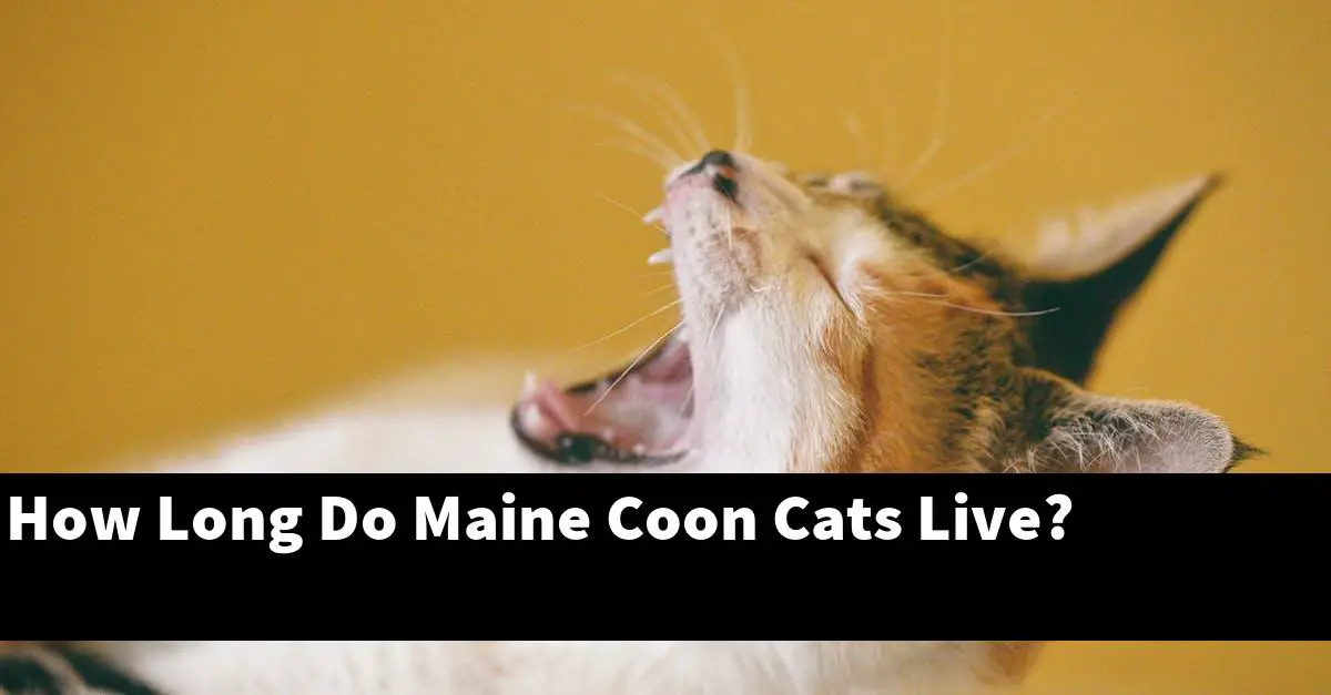 How Long Do Maine Coon Cats Live?