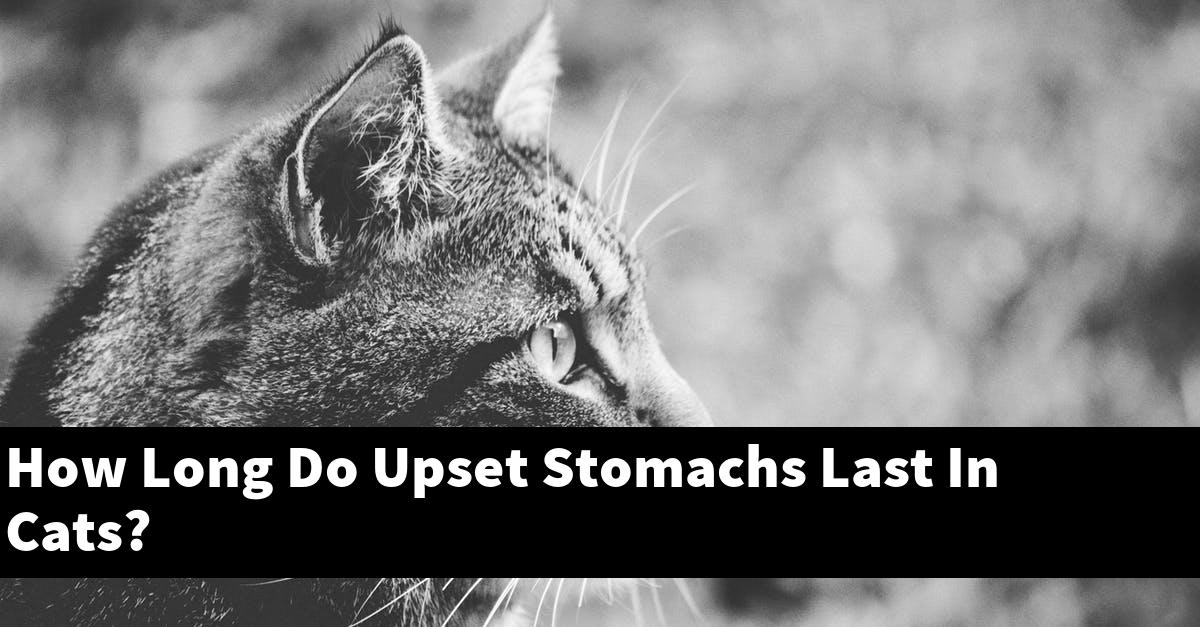 How Long Do Upset Stomachs Last In Cats?