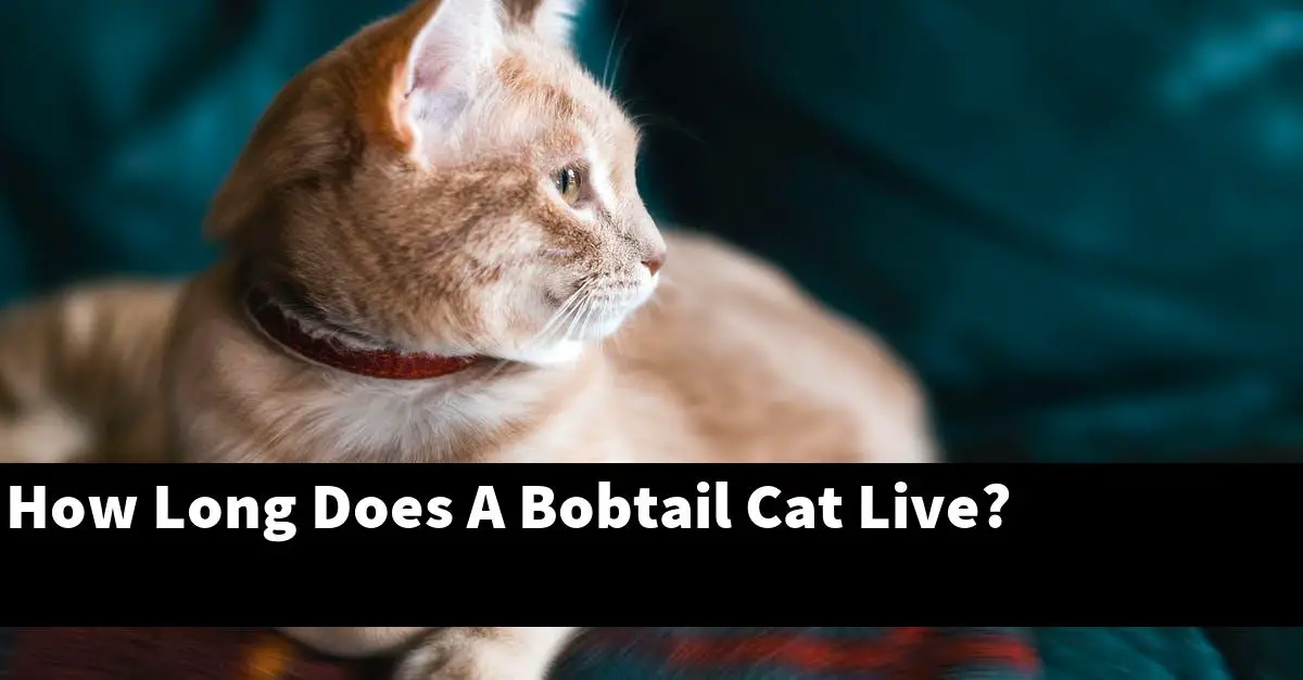 How Long Does A Bobtail Cat Live?