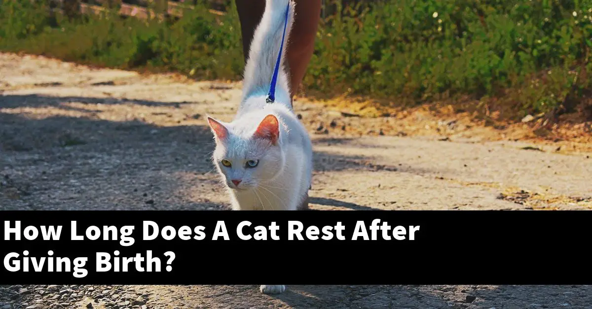 How Long Does A Cat Rest After Giving Birth?