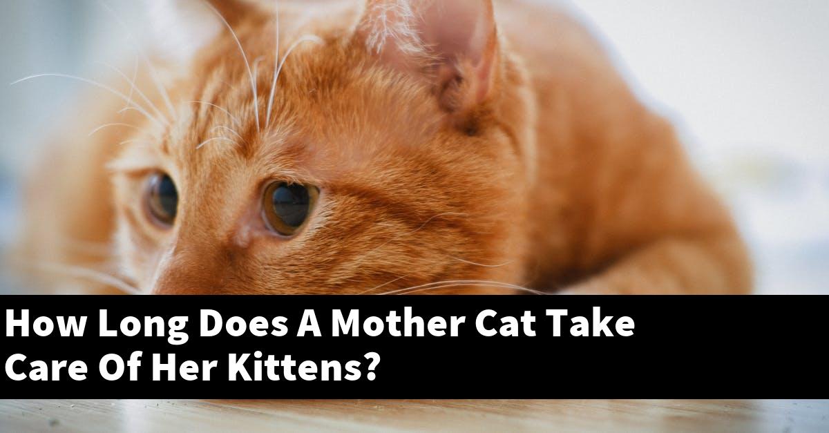 How Long Does A Mother Cat Take Care Of Her Kittens?