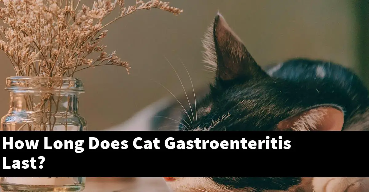 How Long Does Cat Gastroenteritis Last?