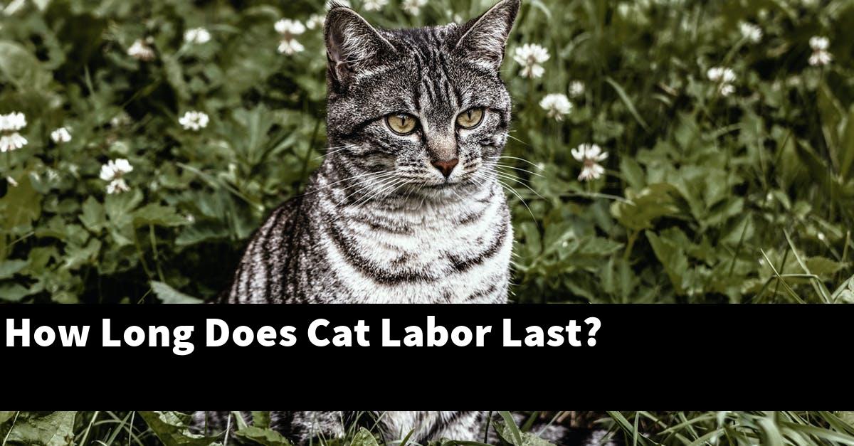 How Long Does Cat Labor Last?